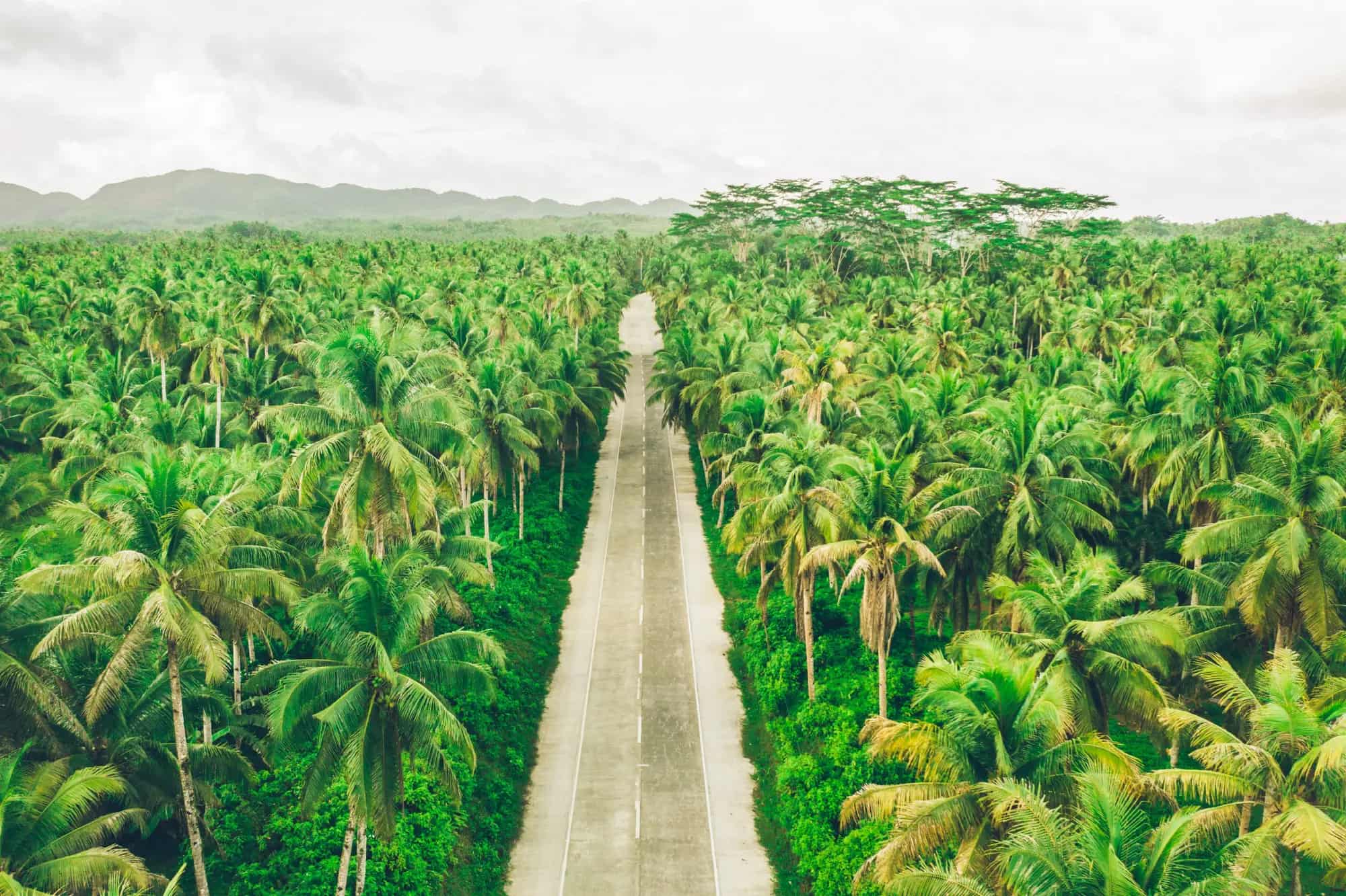 Cocopany coconut product export operation in Indonesia