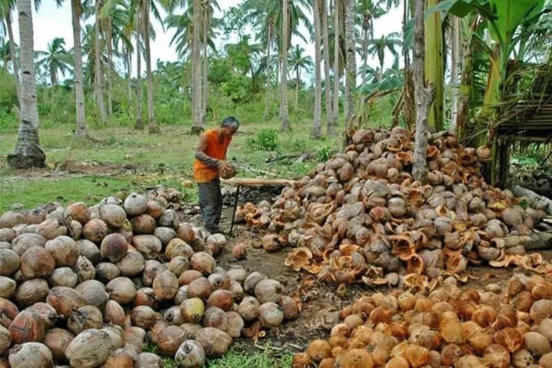 coconut farmer in Indonesia