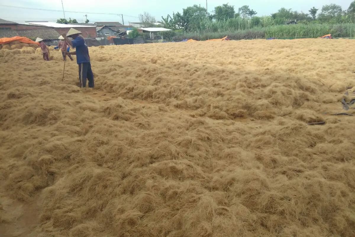 coconut fiber fields in Indonesia production