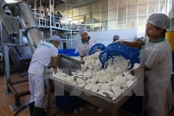 virgin coconut oil factory in Indonesia