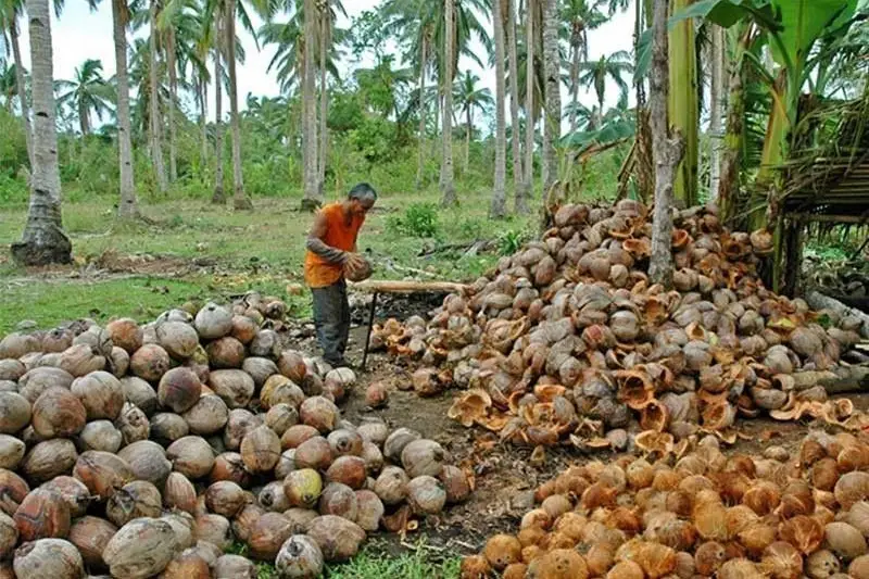 coconut farmer in indonesia